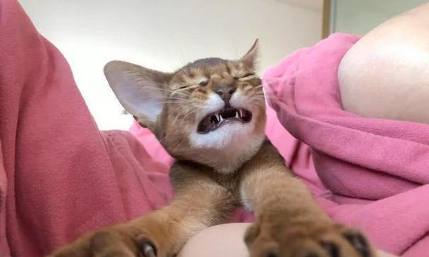 猫咪为何喜欢玩脚｜行为原因全解析(图1)