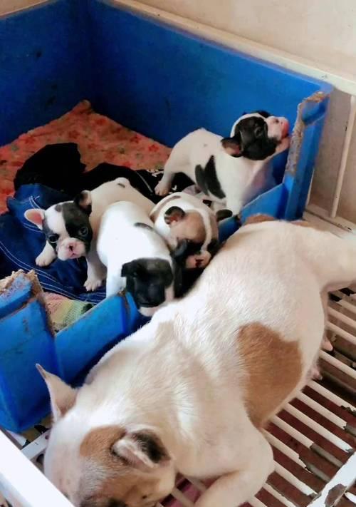 黑白花法斗配种与养护全攻略(图2)