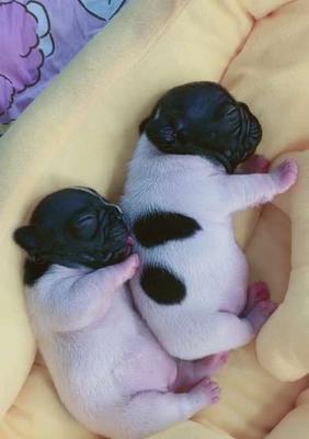 黑白花法斗配种与养护全攻略(图3)