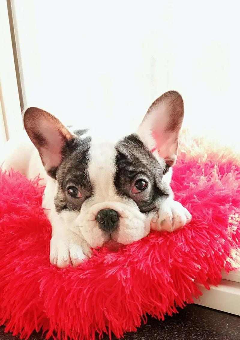 黑白花法斗配种与养护全攻略