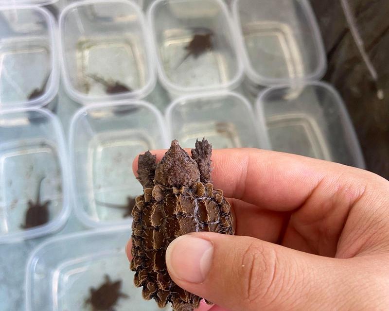 大鳄龟冬眠的十大好处与生态价值(图3)