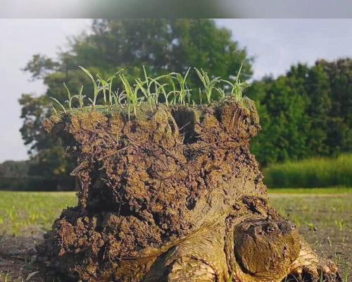 大鳄龟冬眠的十大好处与生态价值(图2)