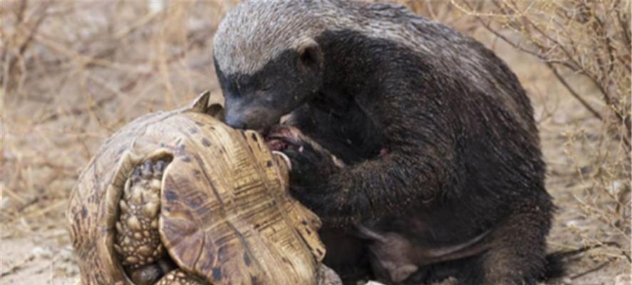 大鳄龟冬眠的十大好处与生态价值