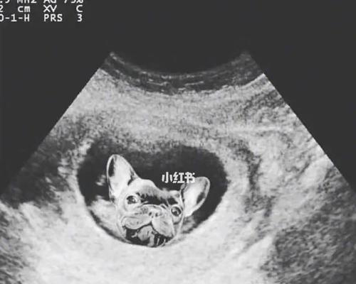 狗生孩子必备准备全攻略｜新手养狗指南(图3)