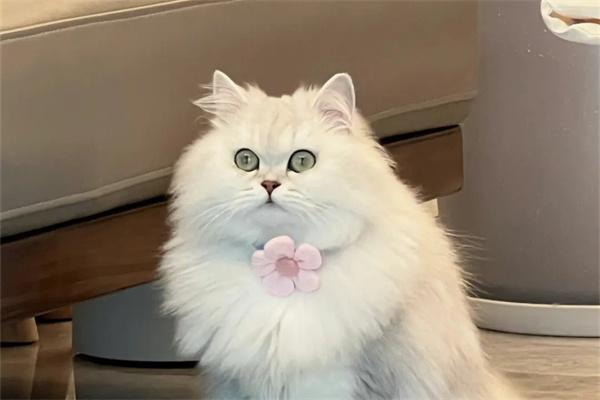 波斯猫为何被称为猫中之王｜颜值与气质全解析(图1)