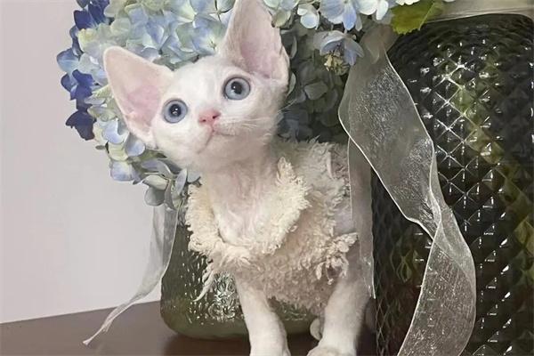 猫自发性膀胱炎预防措施｜实用指南(图1)