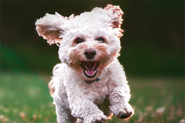 狗狗吃狗粮不嚼直接吞怎么办? 狗狗吃狗粮不嚼直接吞怎么办|细嚼慢咽训练全攻略(图1)