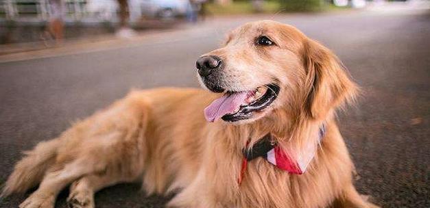 金毛幼犬成长全攻略｜科学养育与训练指南