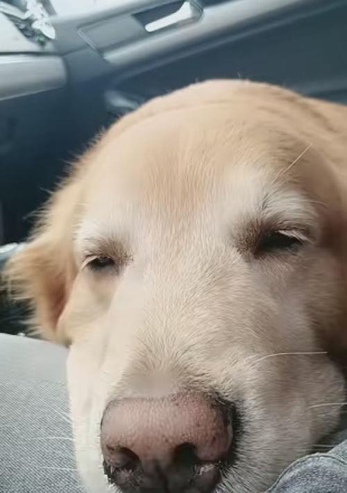 金毛幼犬成长全攻略｜科学养育与训练指南(图2)