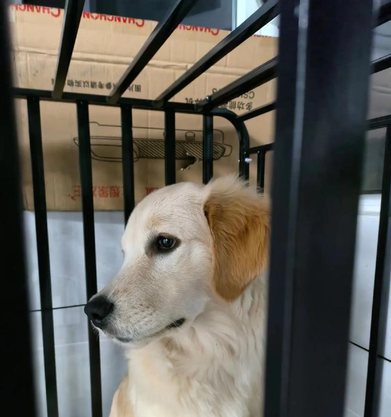 金毛幼犬成长全攻略｜科学养育与训练指南(图3)