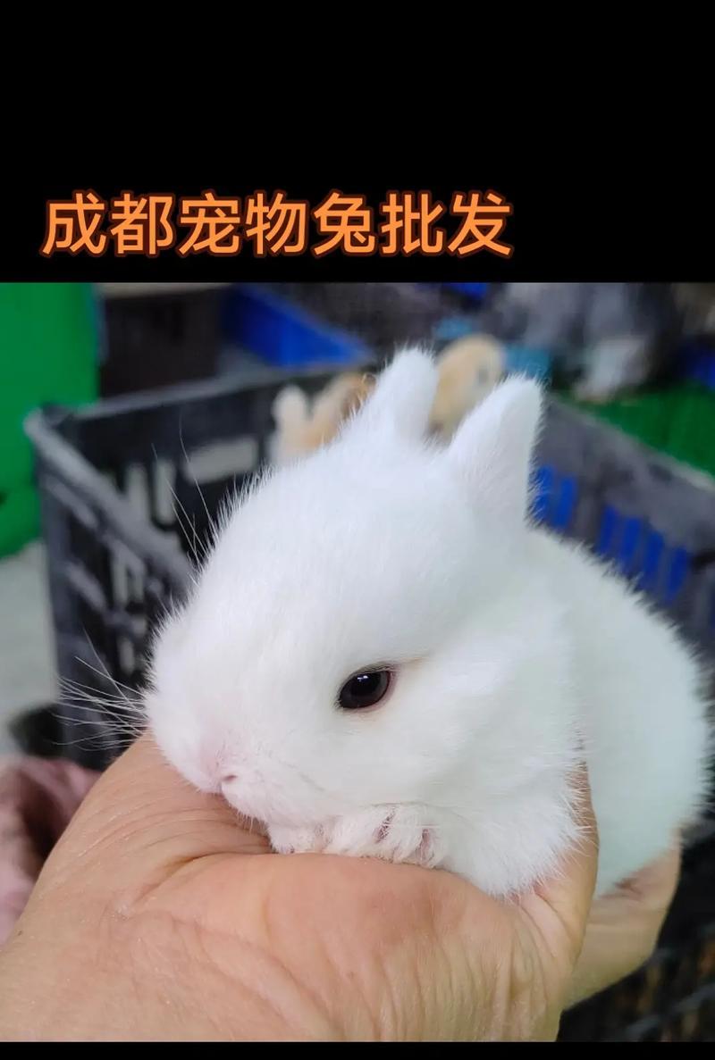 新手养兔指南:如何选择合适的兔子品种|实用技巧(图2) 新手养兔指南:如何选择合适的兔子品种|实用技巧(图2)