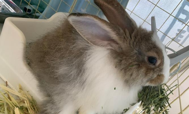 新手养兔指南:如何选择合适的兔子品种|实用技巧(图3) 新手养兔指南:如何选择合适的兔子品种|实用技巧(图3)