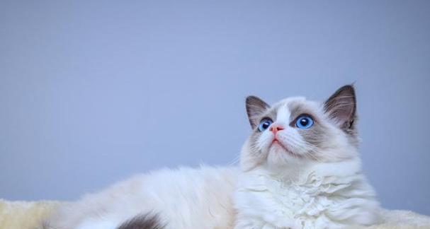 布偶猫幼猫猫粮选择指南｜科学喂养全攻略