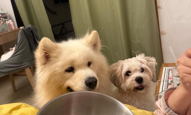 萨摩耶训练饮食全攻略｜科学喂养提升训练效果(图1)