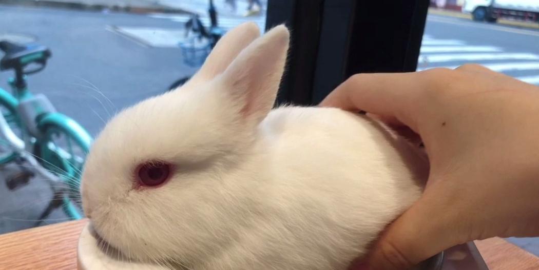 新手养兔指南：如何选择合适的兔子品种｜实用技巧