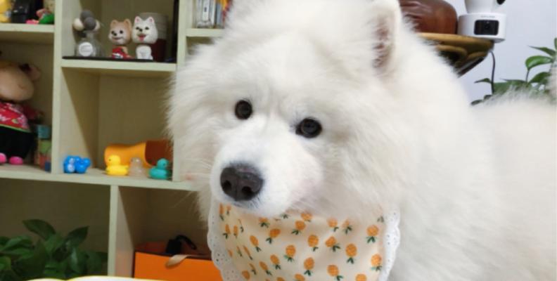 萨摩耶训练饮食全攻略｜科学喂养提升训练效果(图3)