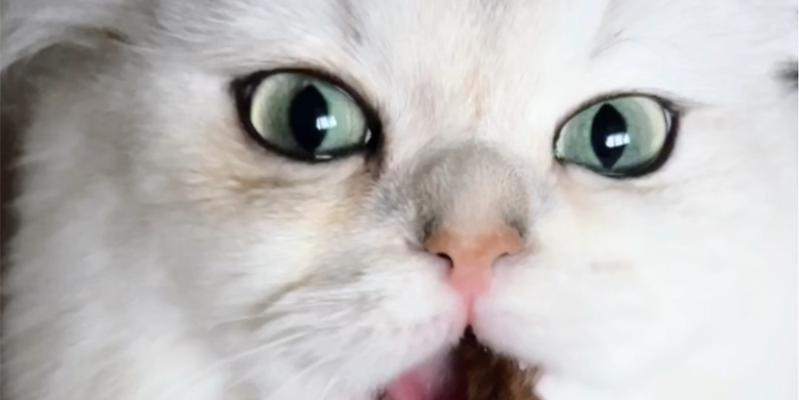 小猫仔饮食需求与营养均衡全攻略(图2) 小猫仔饮食需求与营养均衡全攻略(图2)