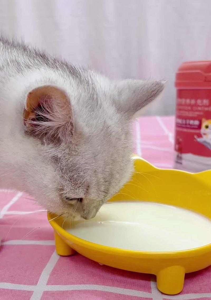 小奶猫喂养全攻略｜如何选择健康奶粉与正确方法