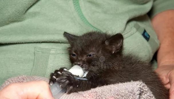 小猫仔饮食需求与营养均衡全攻略(图3) 小猫仔饮食需求与营养均衡全攻略(图3)