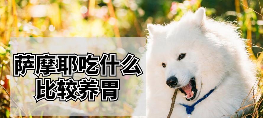 萨摩耶训练饮食全攻略｜科学喂养提升训练效果(图2)