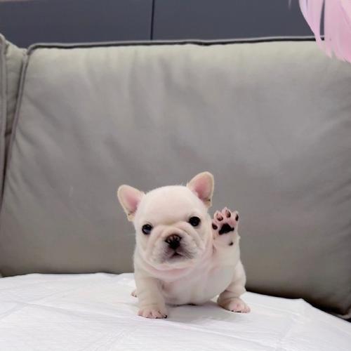 法斗下巴象征意义解析｜外貌与个性的深层关联(图2)