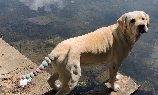 哈士奇尾巴翘起的科学与文化解析|宠物养护全攻略(图2) 哈士奇尾巴翘起的科学与文化解析|宠物养护全攻略(图2)