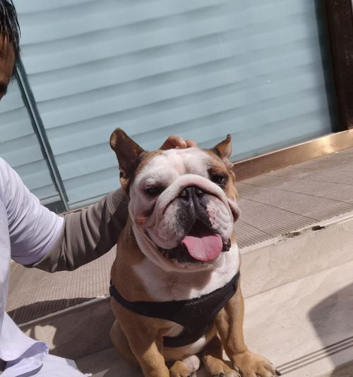 法斗下巴象征意义解析｜外貌与个性的深层关联