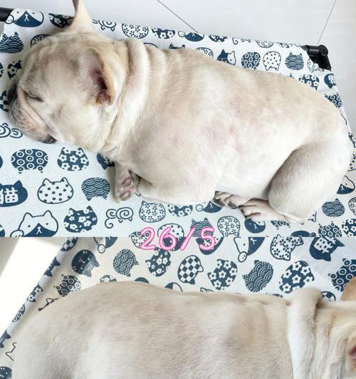 法斗下巴象征意义解析｜外貌与个性的深层关联(图3)