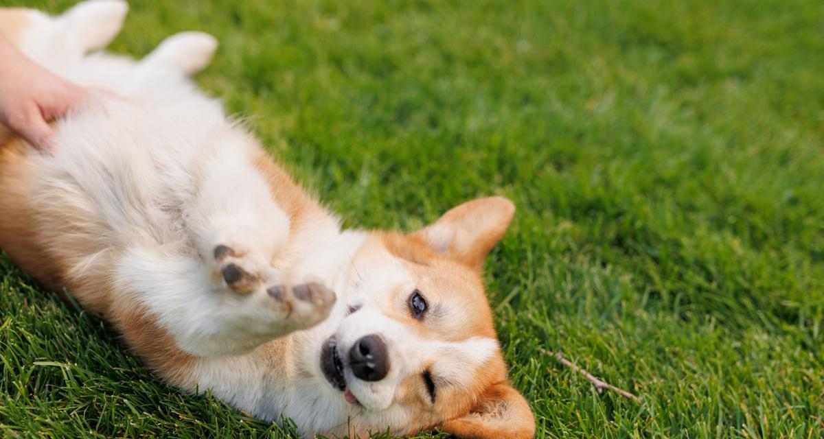 哈士奇尾巴翘起的科学与文化解析｜宠物养护全攻略