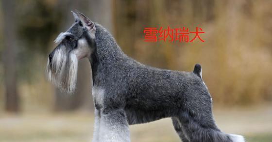 哈士奇尾巴翘起的科学与文化解析|宠物养护全攻略(图3) 哈士奇尾巴翘起的科学与文化解析|宠物养护全攻略(图3)