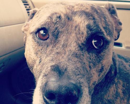 狗狗呆滞症原因症状与治疗全攻略