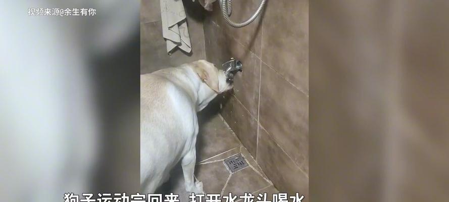 狗狗喝水过多原因及预防方法｜宠物健康指南(图3)