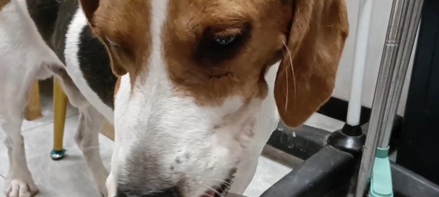 狗狗喝水过多原因及预防方法｜宠物健康指南(图2)