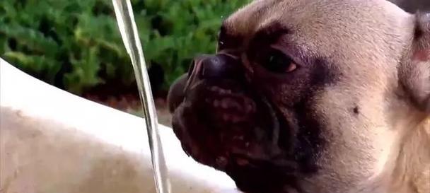 狗狗喝水过多原因及预防方法｜宠物健康指南(图1)