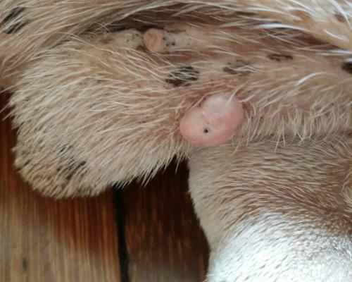 狗狗睾丸流脓原因及处理方法｜全面解析与护理指南