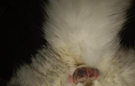 狗狗睾丸流脓原因及处理方法｜全面解析与护理指南(图2)