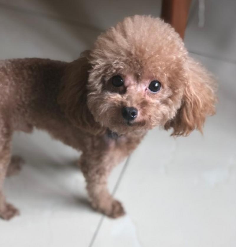 狗狗呆滞症原因症状与治疗全攻略(图2)