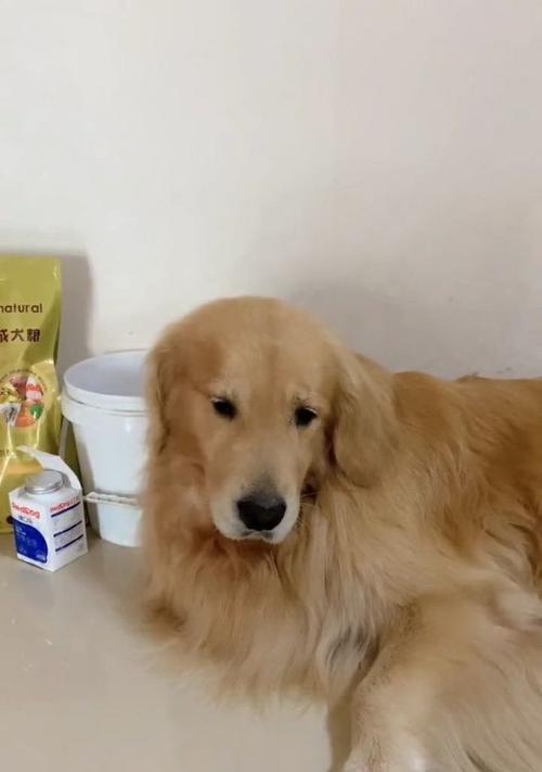 狗狗呆滞症原因症状与治疗全攻略(图3)