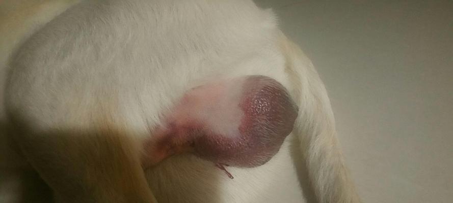 狗狗睾丸流脓原因及处理方法｜全面解析与护理指南(图3)