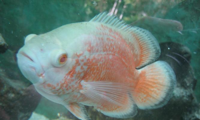 地图鱼独特外观与生活习性探秘｜养殖与保护全攻略(图1)