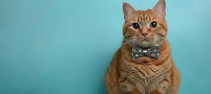 宠物猫乖巧特点与饲养指南｜实用技巧全解析(图2)