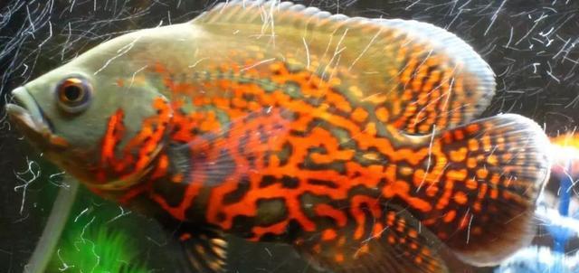 地图鱼独特外观与生活习性探秘｜养殖与保护全攻略(图3)