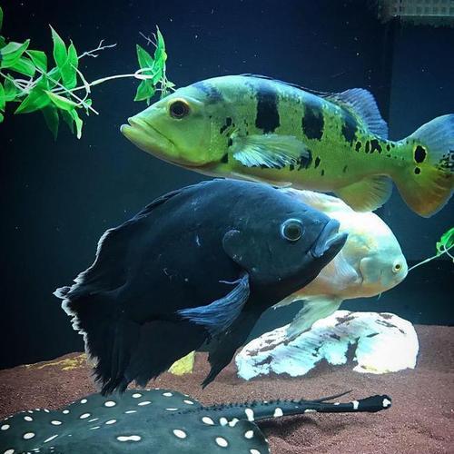 地图鱼独特外观与生活习性探秘｜养殖与保护全攻略(图2)