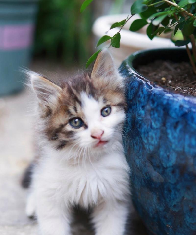 宠物猫乖巧特点与饲养指南｜实用技巧全解析(图1)