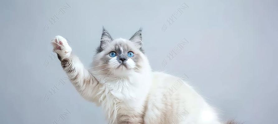 宠物猫乖巧特点与饲养指南｜实用技巧全解析(图3)