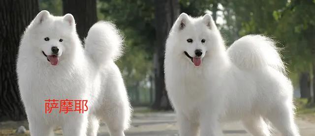 狗品种多样化形成因素及关键要素解析(图2)