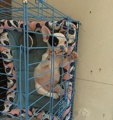 斗牛两个月注意事项｜新手准备全攻略(图3)