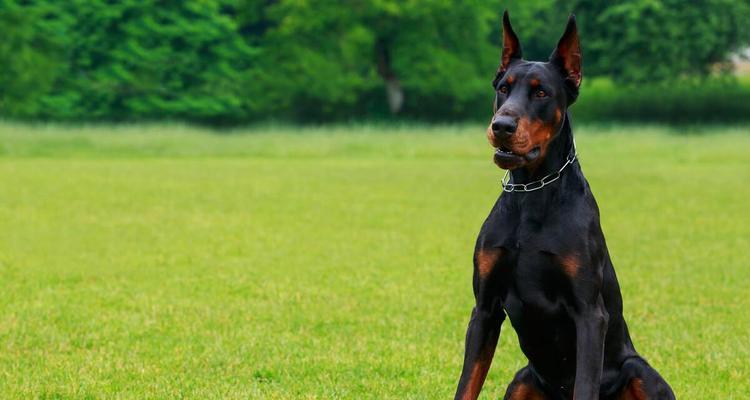 狗品种多样化形成因素及关键要素解析(图3)