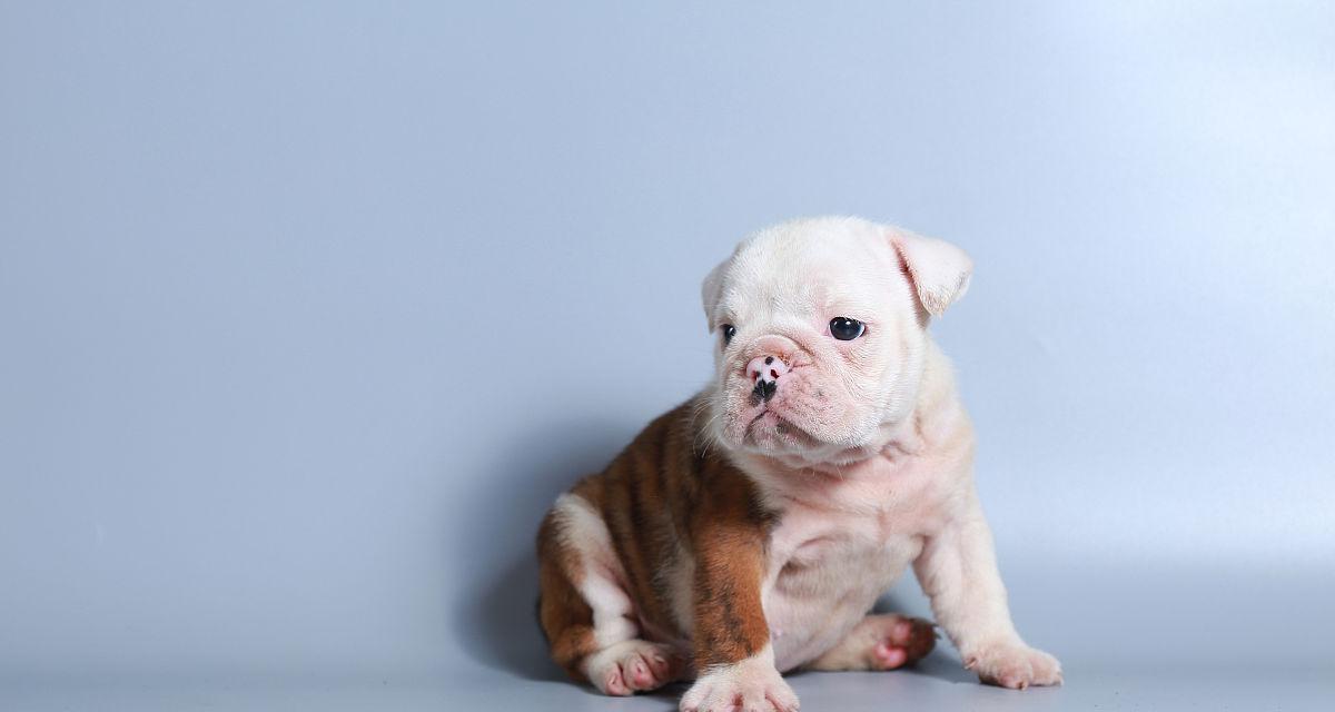 斗牛两个月注意事项｜新手准备全攻略(图1)