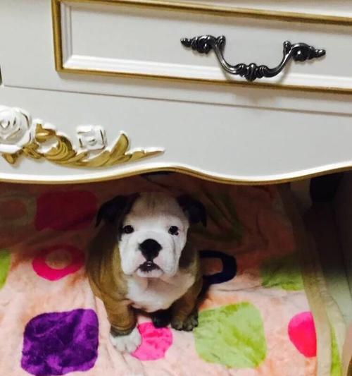 斗牛两个月注意事项｜新手准备全攻略(图2)